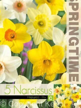 Narcissus Trumpet Mixed
