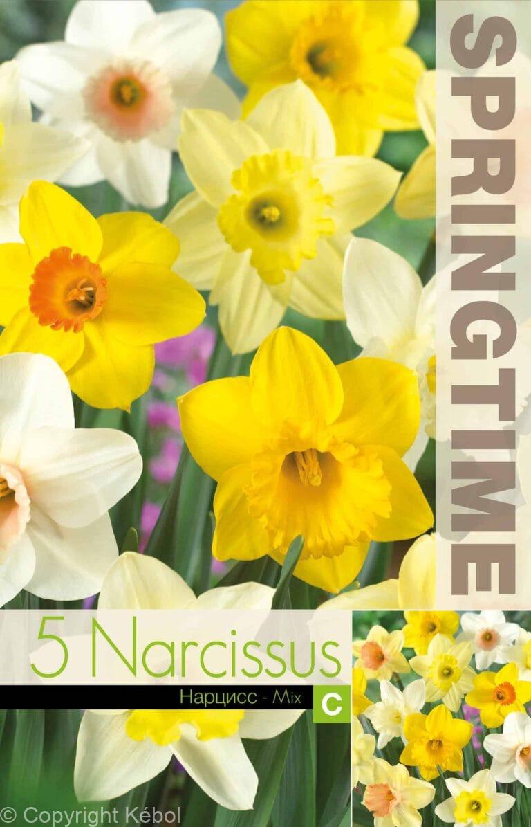 Narcissus Trumpet Mixed