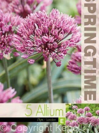 Allium Londen