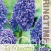 Muscari Blue Spike