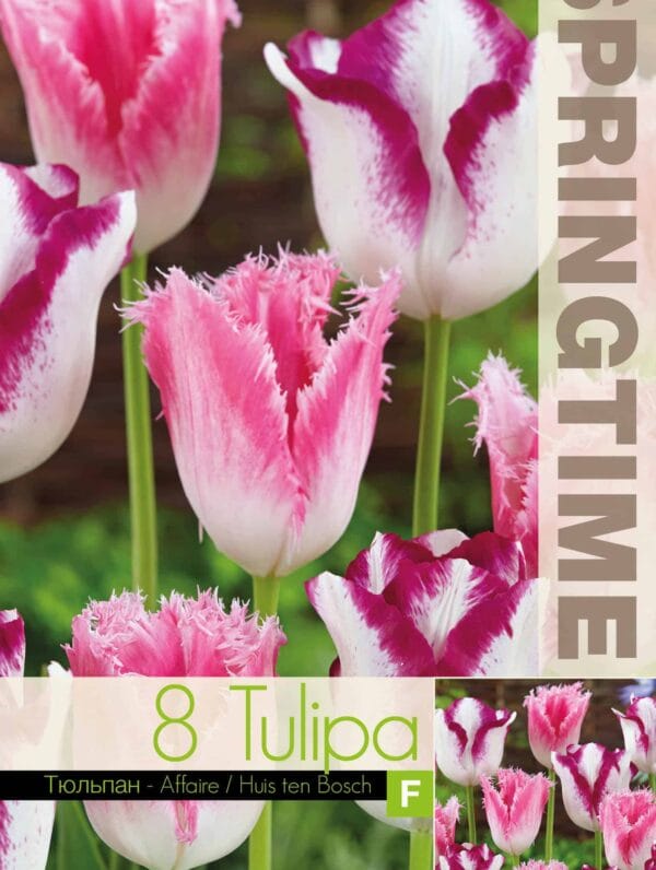 Tulipa Affaire/Huis ten Bosch