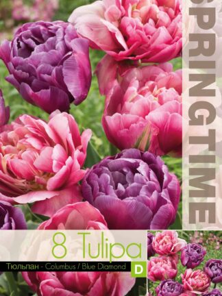 Tulipa Columbus/Blue Diamond
