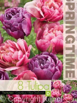 Tulipa Columbus/Blue Diamond