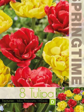 Tulipa Yellow Pomponette/Miranda