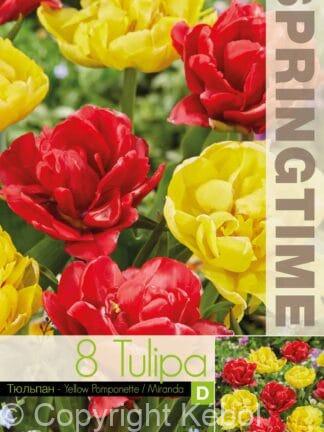 Tulipa Yellow Pomponette/Miranda