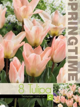 Tulipa Little Girl