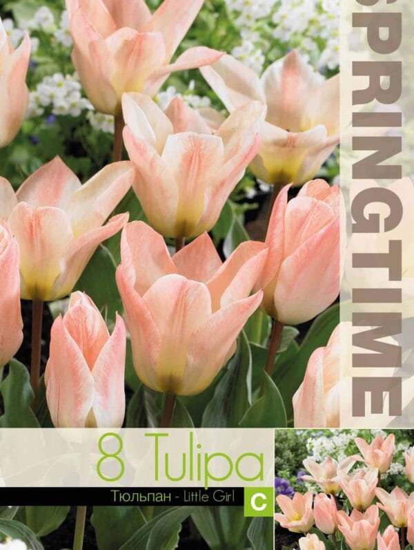 Tulipa Little Girl