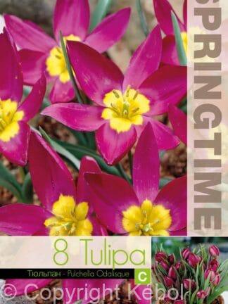 Tulipa Puchella Odalisque