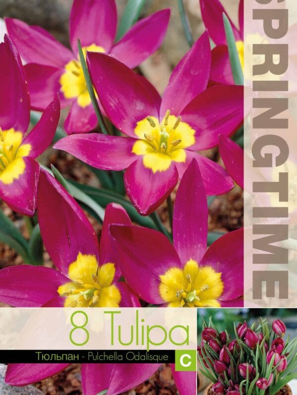 Tulipa Puchella Odalisque