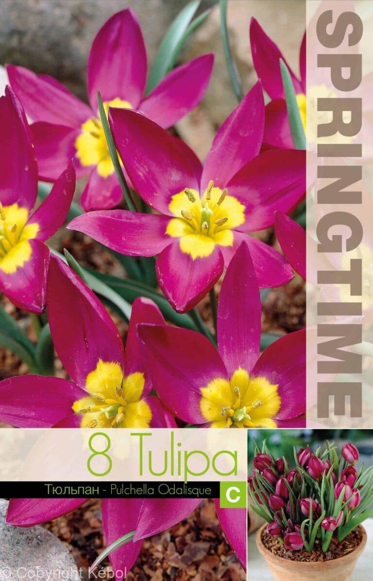Tulipa Puchella Odalisque