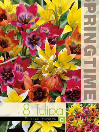 Tulipa Humilis Mixed