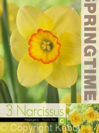 Narcissus Pacific Rim