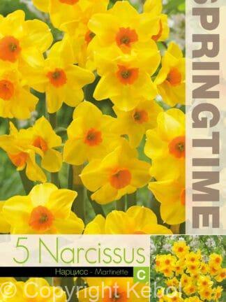 Narcissus Martinette