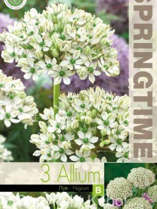 Allium Nigrum