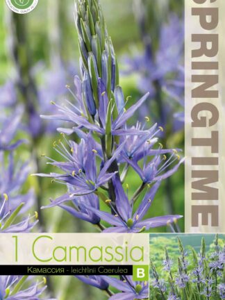 Camassia leichtlinii Caerulea