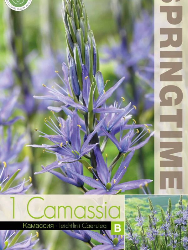 Camassia leichtlinii Caerulea
