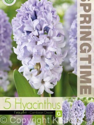 Hyacinthus Carribean Dream