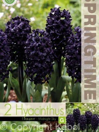 Hyacinthus Midnight Sky
