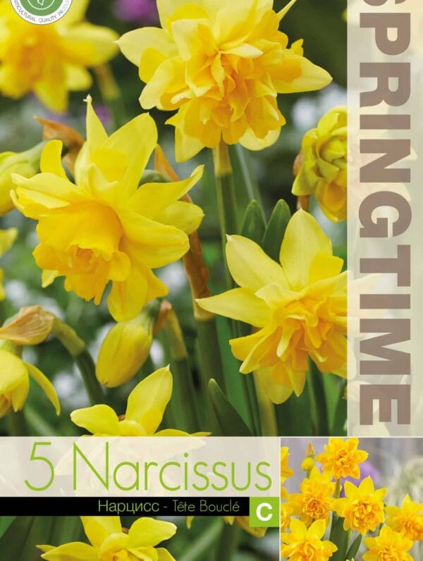 Narcissus Tête Bouclé