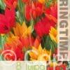 Tulipa Praestans Mixed