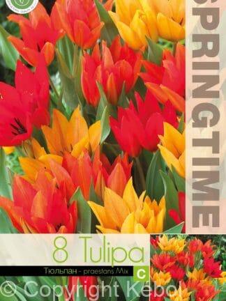 Tulipa Praestans Mixed