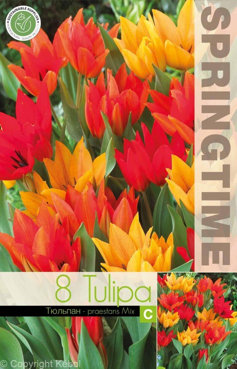Tulipa Praestans Mixed