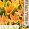 Tulipa Praestans Shogun