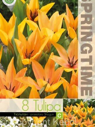 Tulipa Praestans Shogun