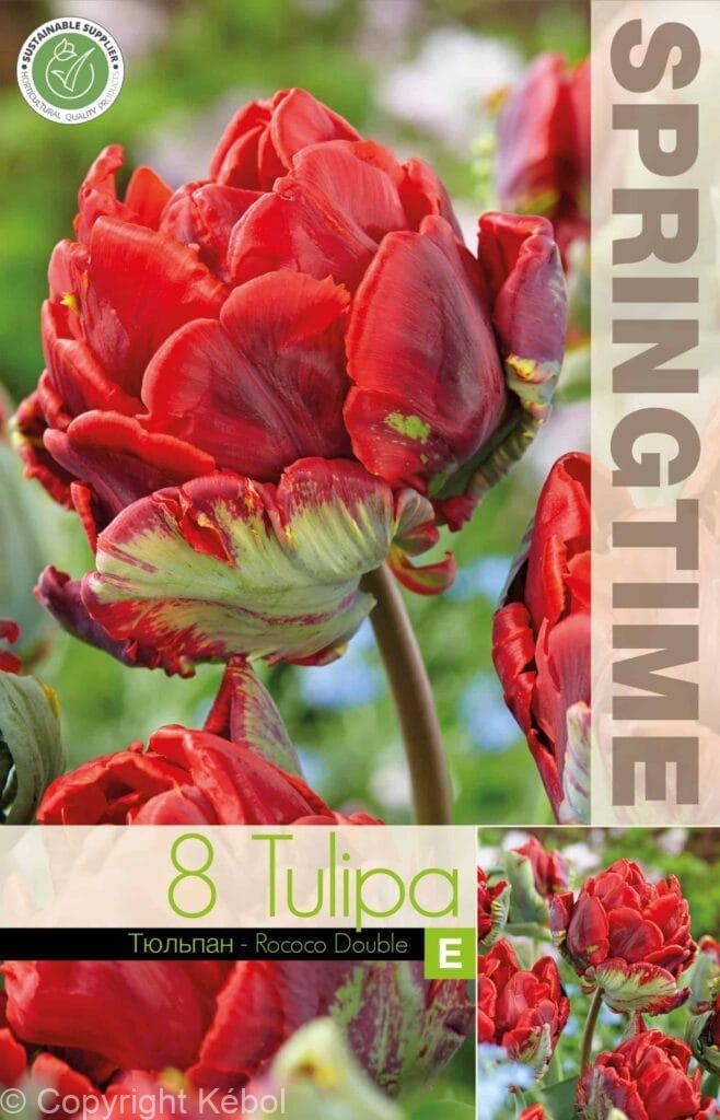 Tulipa Rococo Double - Kébol