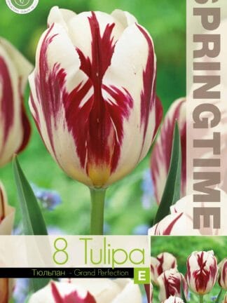 Tulipa Grand Perfection