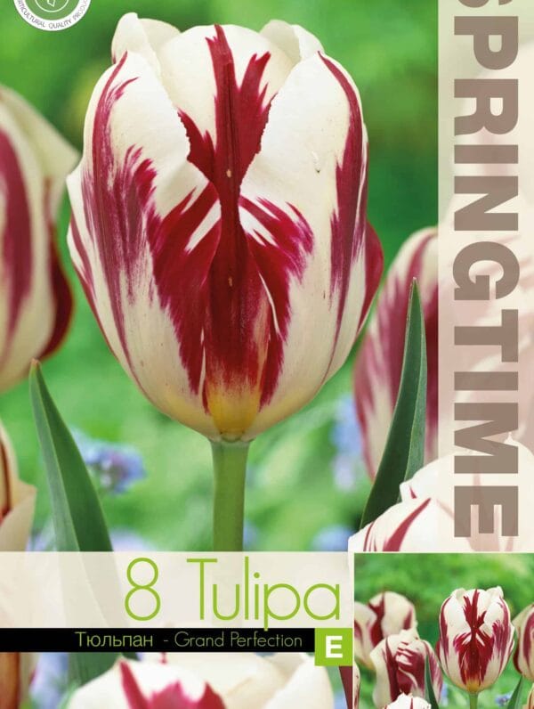 Tulipa Grand Perfection