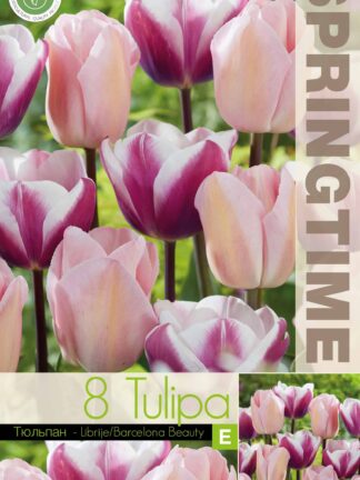 Tulipa Librije/Barcelona Beauty