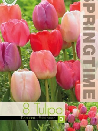 Tulipa Pride Mixed