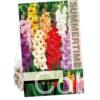 Gladiolus Mixed