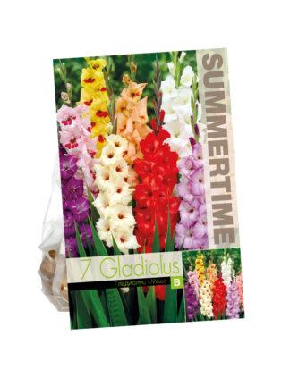 Gladiolus Mixed
