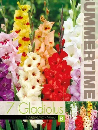 Gladiolus Mixed