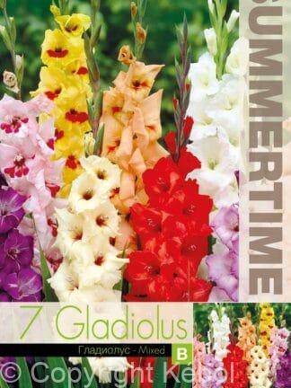 Gladiolus Mixed