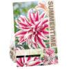Lilium Magic Star (Or)