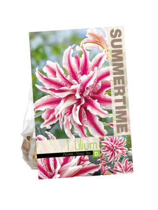 Lilium Magic Star (Or)