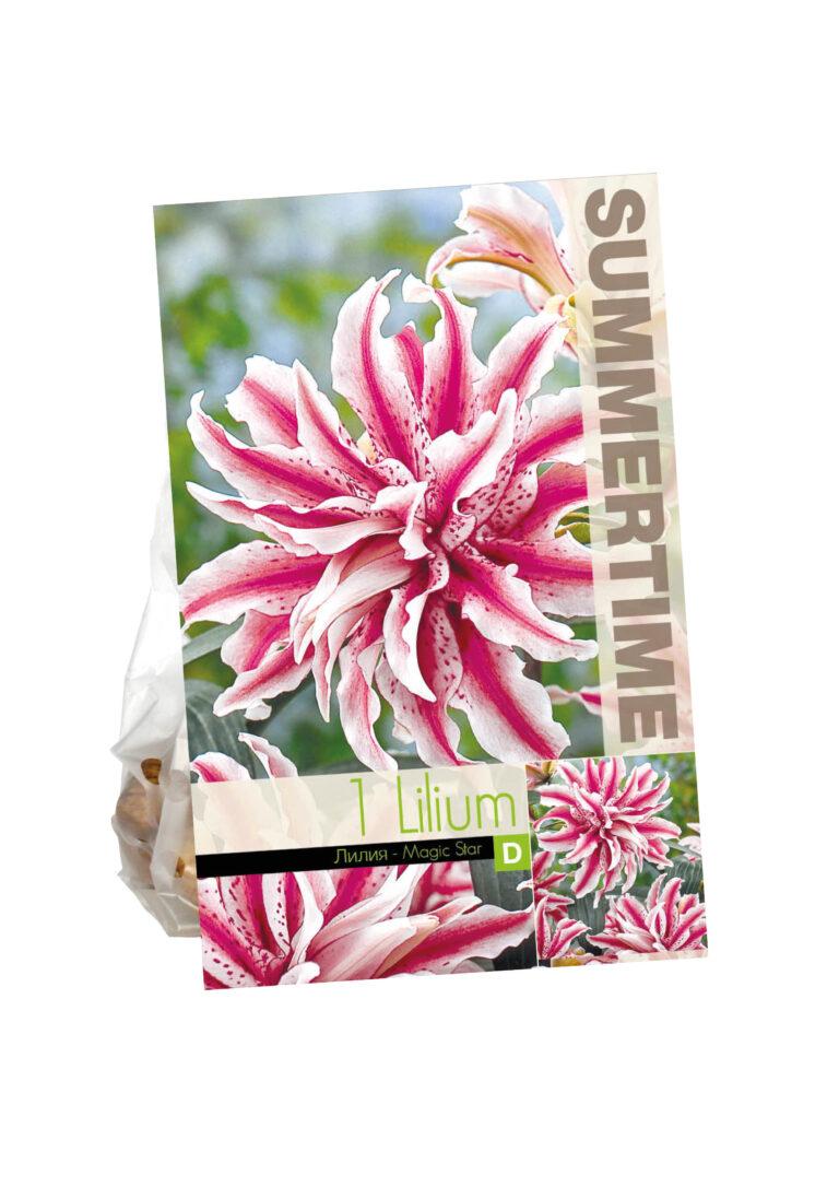 Lilium Magic Star (Or)