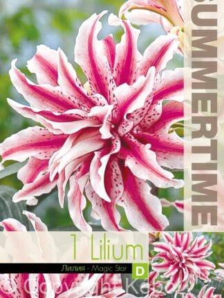 Lilium Magic Star (Or)