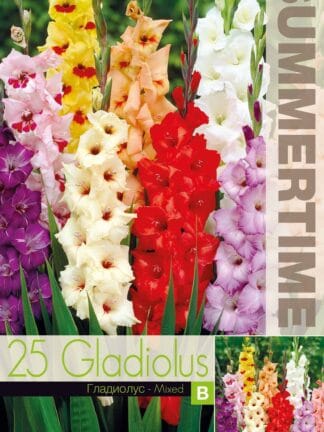 Gladiolus Mixed