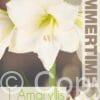 Amaryllis Christmas Gift