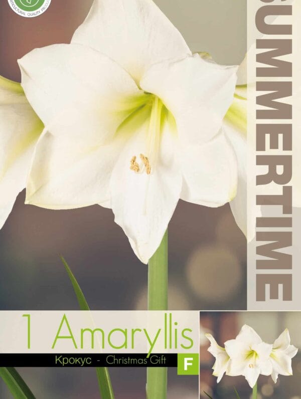 Amaryllis Christmas Gift