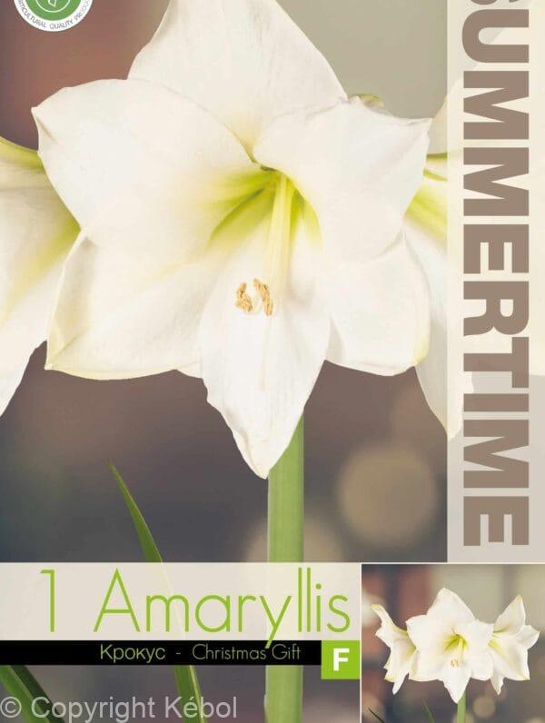 Amaryllis Christmas Gift