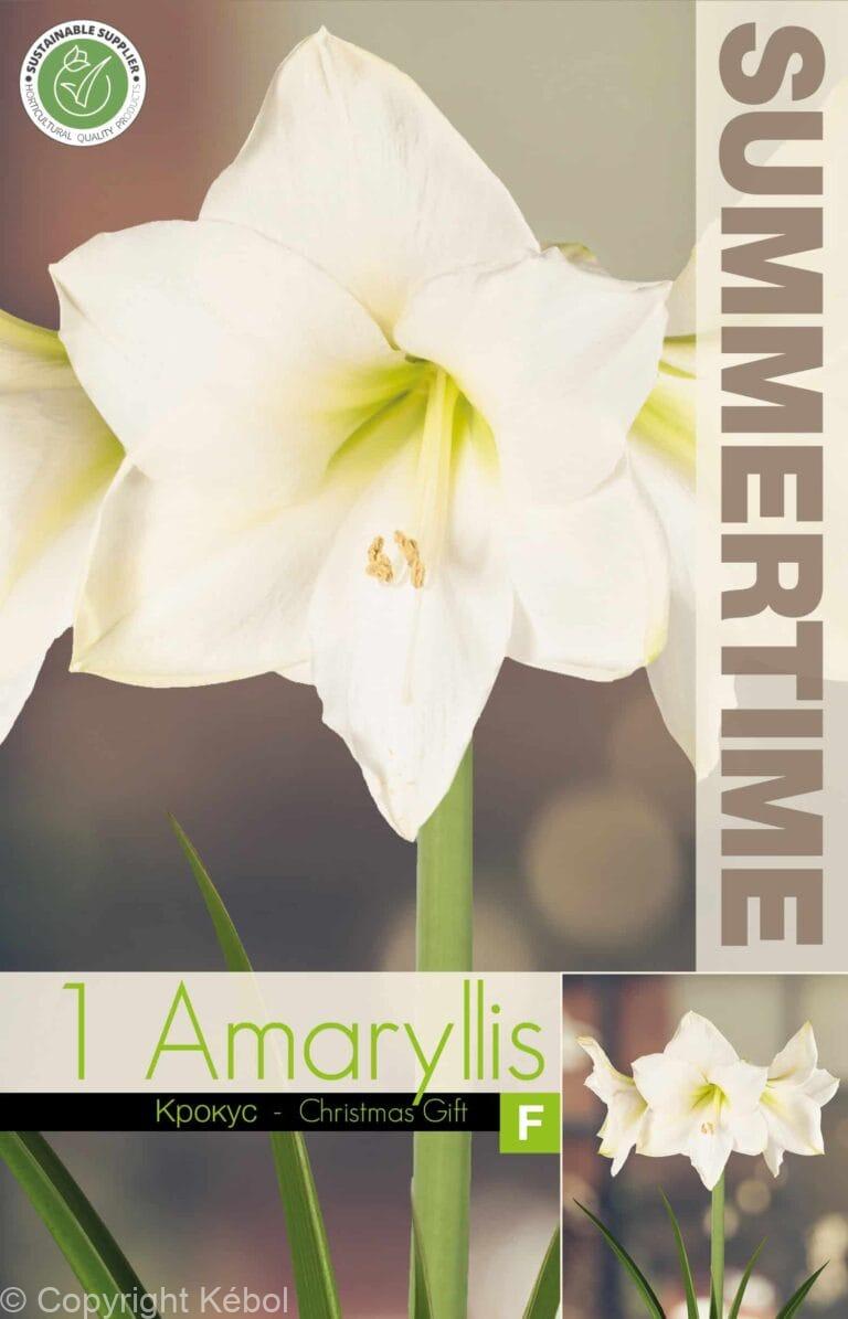 Amaryllis Christmas Gift
