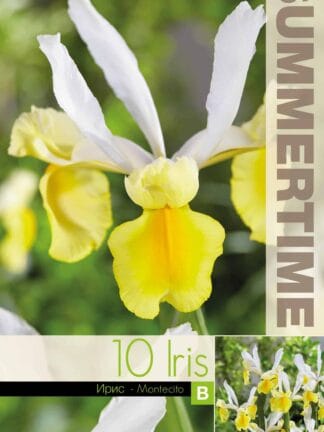 Iris Hollandica Montecito