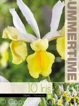 Iris Hollandica Montecito