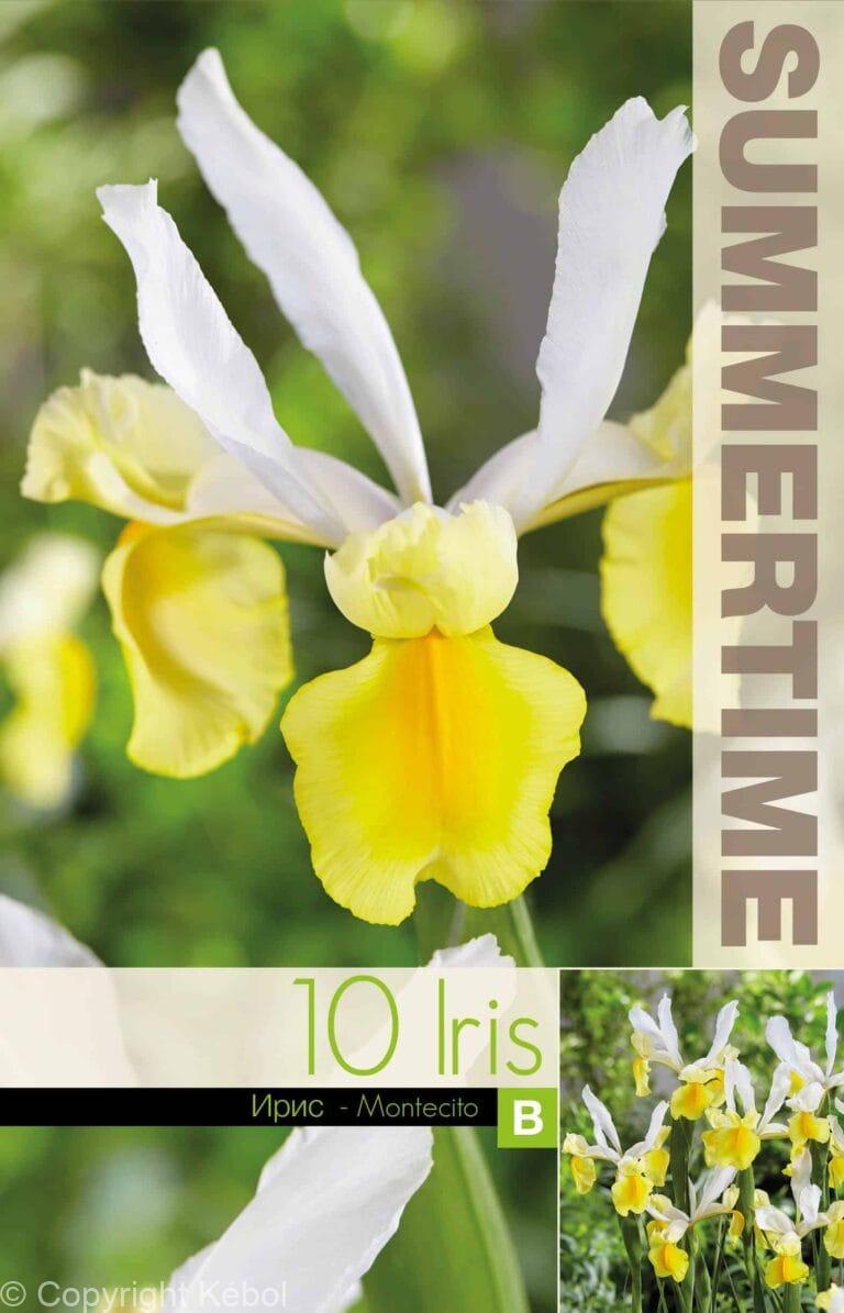 Iris Hollandica Montecito