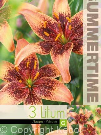 Lilium Whistler
